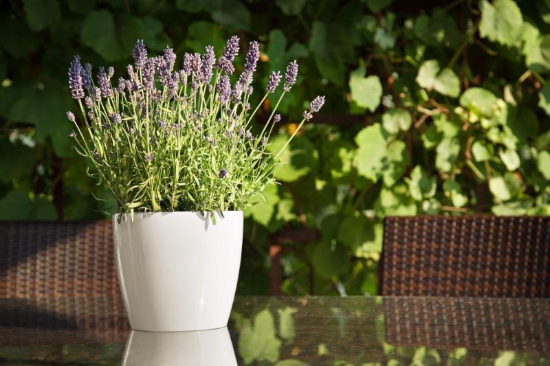 Magnolia kremowy nr 74(1)_.jpg