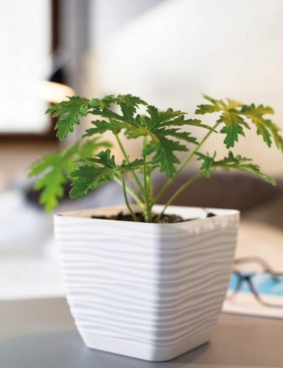 da8f6165e2e6ca545bfb344a5a837a53