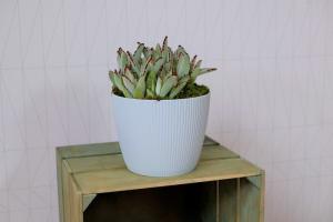 Doniczka osłonka magnolia jumper 16 cm taupe 7527