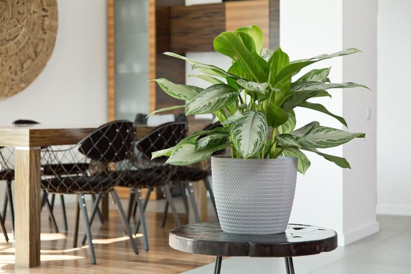 MAGNOLIA JERSEY szary nr 27_1_.jpg