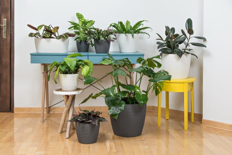 MAGNOLIA JERSEY_osłonka JERSEY_.jpg